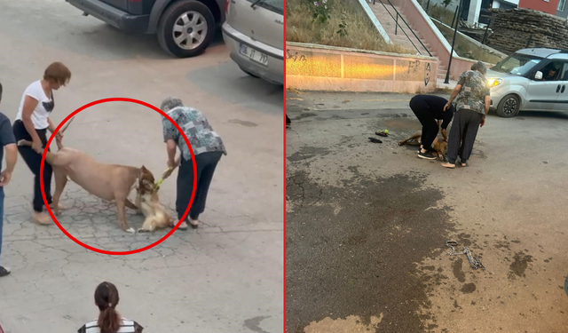Ankara'da ağızlıksız pitbull saldırısı! Kontrolden çıktı, sahibini ısırdı