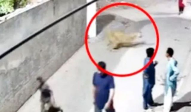 Kaçak aslan ortalığı kana buladı: Yaralılar var