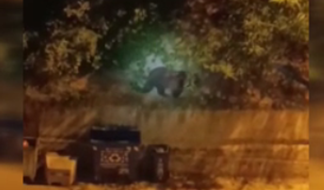 Ankara’da şehre ayı indi! İşte o anlar...