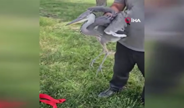 Beypazarı’nda yaralı balıkçıl kuşu bulundu!