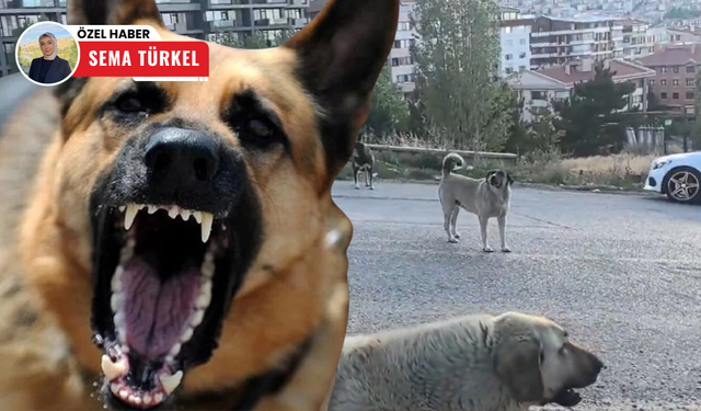 Çankaya’da başıboş köpek sorunu: Vatandaşlar sopayla dolaşıyor!
