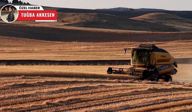 Çubuk’ta devam eden buğday hasadı havadan görüntülendi