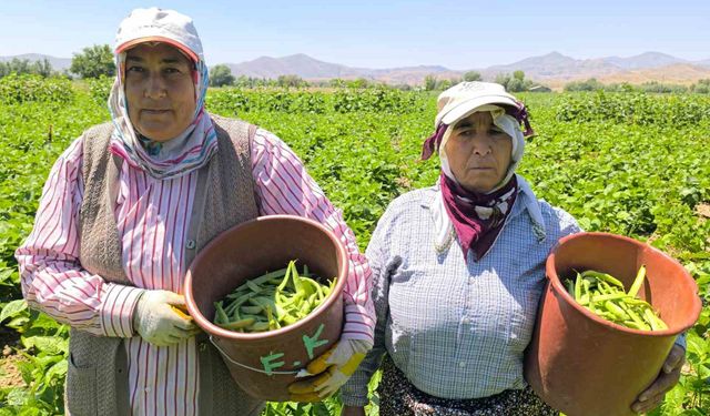 Fasulyede hasat başladı: Kilogramı 15-20 TL’den satılıyor