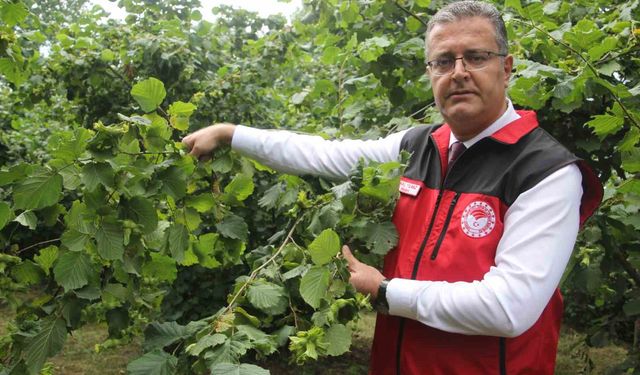 Toplam 400 noktada fındık rekolte tespit çalışmaları başladı