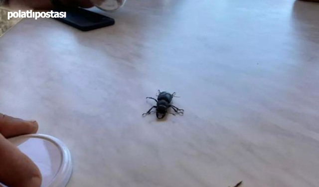 Kene sanıp bu böceği sakın öldürmeyin! Cezası 557 bin TL