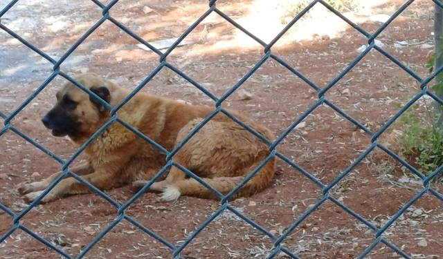 Koruma altına alınmışlardı! Köpekler ceylanları telef etti