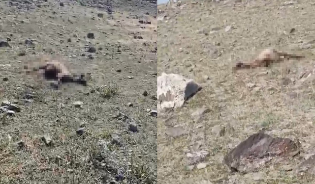 Kurtlar sürüye daldı! Onlarca koyun telef oldu