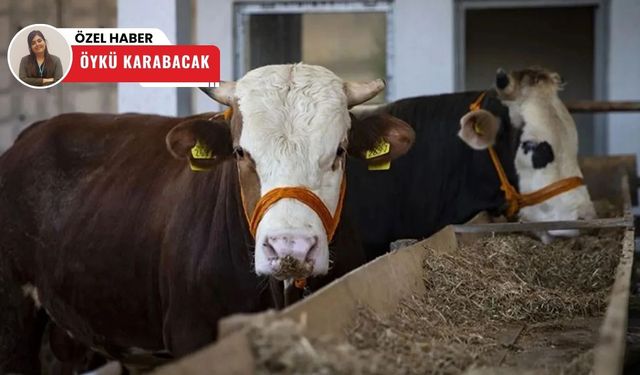 Polatlı’da şap alarmı! Süt üretimi durma noktasına geldi