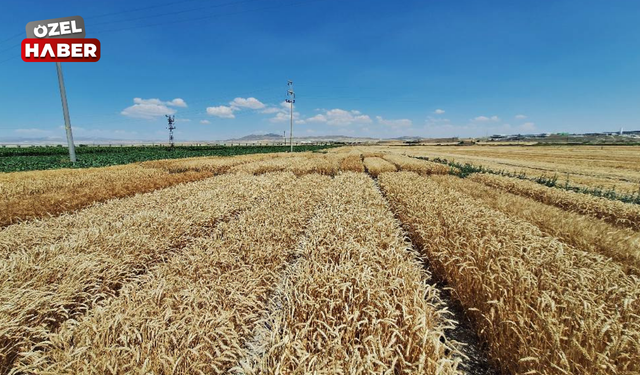 Polatlı’da yeni tohum denemeleri gerçekleştirildi!