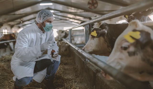 Türkiye'de şap hastalığı alarmı! Tüm hayvan pazarları kapatıldı