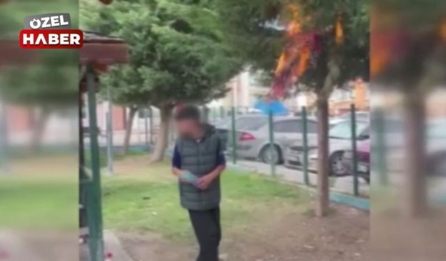 Polatlı'da ağaçları yakmışlardı: Verilen ceza belli oldu