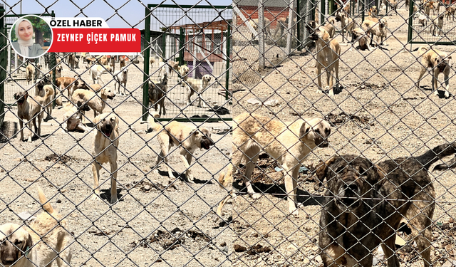 Gölbaşı barınağında hastalık iddiası! Su kaynağı tartışma yarattı