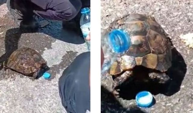 Başkentte iyilik molası: Sıcaktan bitkin düşen kaplumbağaya yardım ettiler