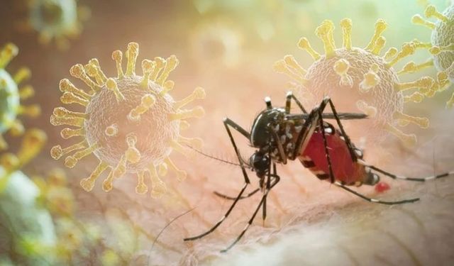 Uzmanlardan rahatlatan açıklama: Chikungunya virüsü için telaş edilecek bir şey yok