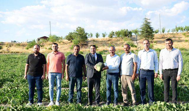 Coğrafi işaretli, Kazan Kavunu'nun hasadı başlıyor