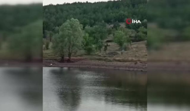 Kızılcahamam’da anne ayı ve üç yavrusu göle indi!