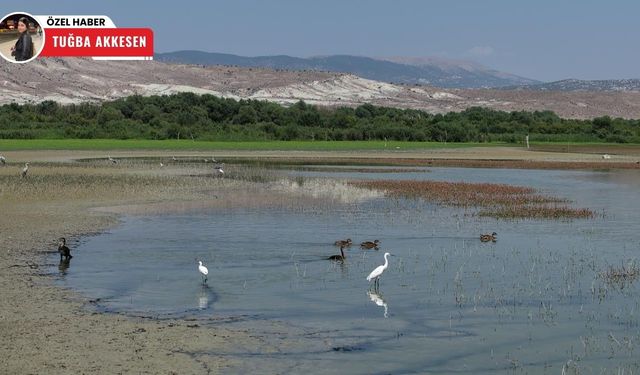 Nallıhan Kuş Cenneti, 191 kuş türüne ev sahipliği yapıyor