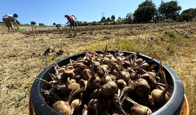 UNESCO mirası dünyanın en pahalı baharatı toprağa kavuştu
