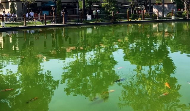 Saraçoğlu Mahallesi'ne Japon balıkları getirildi