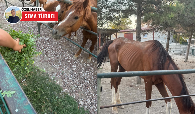 Sincan Hayvanat Bahçesi’nde atlar bir deri bir kemik kaldı!