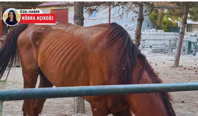 Sincan Hayvanat Bahçesi’ndeki atların durumu tepki çekti!