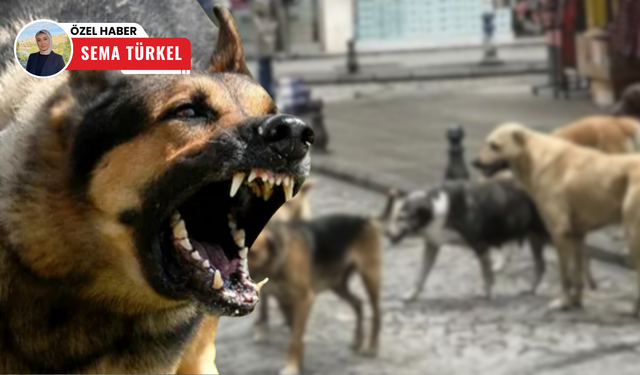 Sincan’da başıboş köpek sorunu: Mahalleli tedirgin