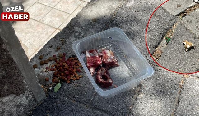 Sokak hayvanları için iyi niyetle bırakılan etler sağlığı riske atıyor
