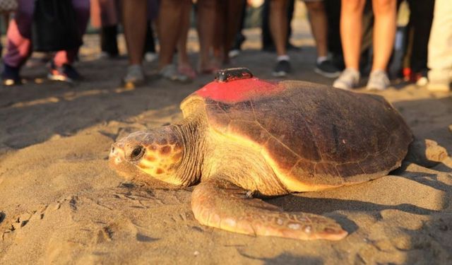 ‘Tuba’ ismi verilen caretta carettaya ikinci kez uydu takip cihazı takıldı
