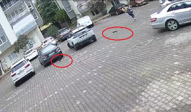 Yavru kediler işe giden kadını kovaladı!