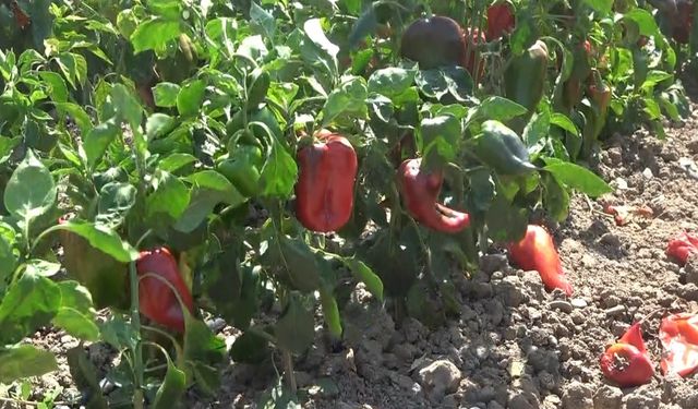 Bafra Ovası'nda, kapya biber hasadı başladı