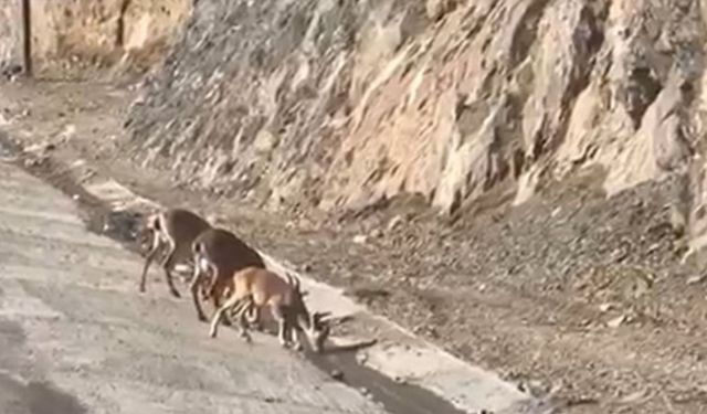 Dağ keçileri yol üzerinde su içerken görüntülendi