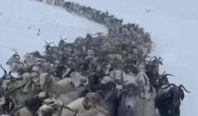 Eylül ayında yağan karda, hayvanlar mahsur kaldı!