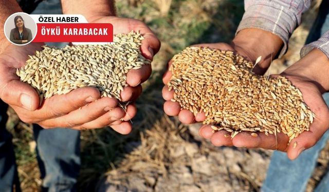 Haftalık veriler belli oldu! Polatlı Ticaret Borsası'nda fiyat artışı devam ediyor