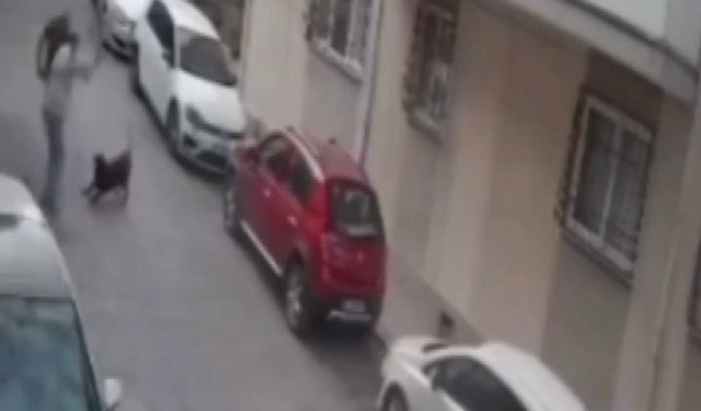 Görüntüler büyük tepki çekti! İzmir'de köpeğe kemerli saldırı