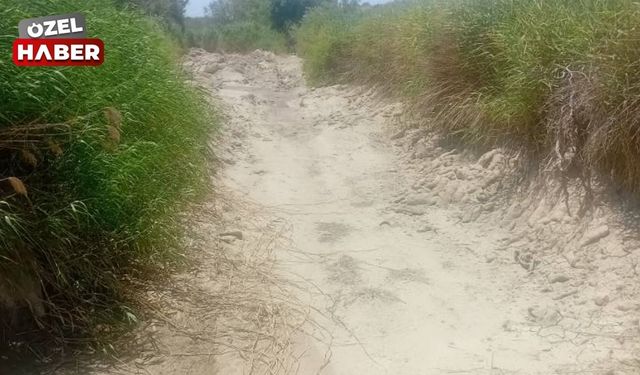 Sakarya Nehri kuruyor: Polatlı’da tarımsal üretim alarm veriyor!