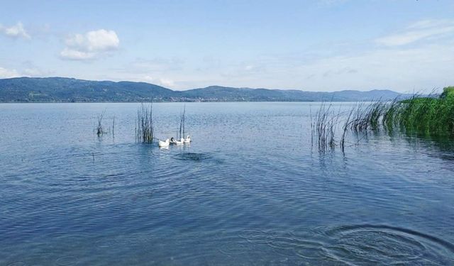 Sapanca Gölü'nde tehlike çanları çalıyor