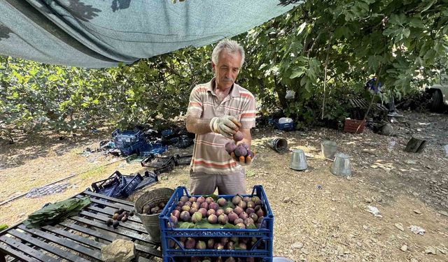Siyah incirde hasat bir ay geç başladı