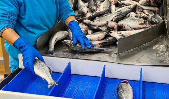 Kanada'ya su ürünleri ihracatındaki kısıtlamalar kaldırıldı