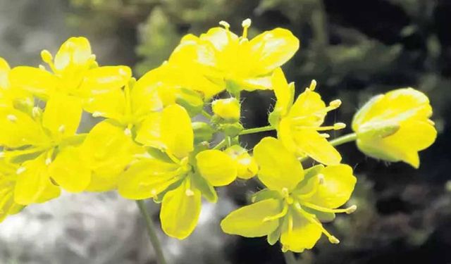 “Tüylü Kekreçiçeği” Türkiye florasına kaydedildi