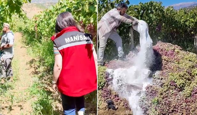 Yasaklı ilaç kullanılan tonlarca üzüm imha edildi