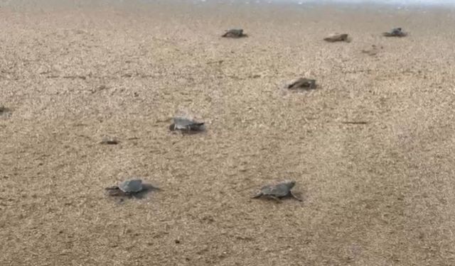 Caretta caretta yavruları denize ulaşmak için ilk adımlarını attı