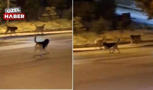 Yenimahalle’de sokak köpekleri tehlike saçıyor