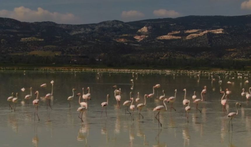 Binlerce flamingo kendisine hayran bıraktı!