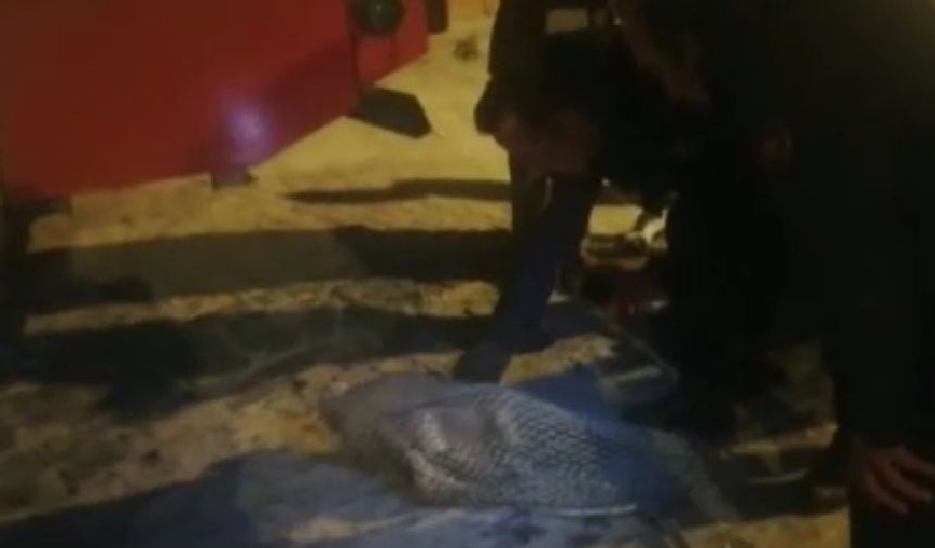 Kafası konserveye sıkıştı, yardıma itfaiye yetişti