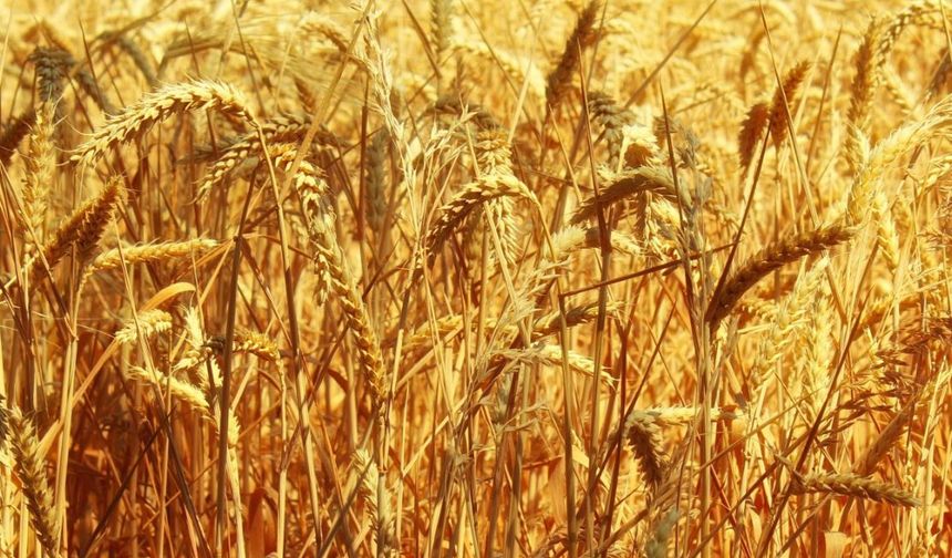 Polatlı Borsası buğday arpa mısır fiyatları ne kadar, Polatlı Borsası 31 Mayıs 2023 güncel hububat fiyatları