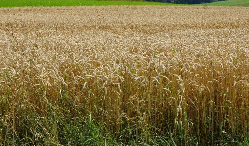 Ankara Polatlı’da bugün arpa fiyatları ne kadar, güncel arpa fiyatları, 02 Haziran 2023 arpa fiyatları ne kadar?