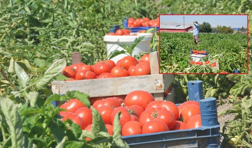 Ayaş domatesinde büyük düşüş: Çiftçiler tarlayı terk ediyor