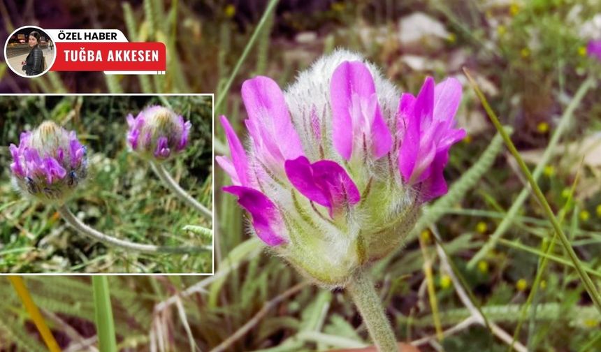 Ankara’nın endemik bitki hazinelerinden biri: Ayaş Gümüşü