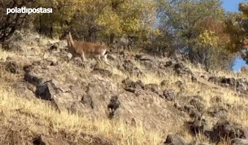 Elazığ'da Nesli Tükenmekte Olan Dağ Keçileri Görüntülendi