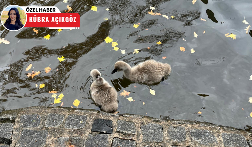 Kuğulu Park’ın bebek kuğuları büyüdü: Sonbaharın gözdesi oldular